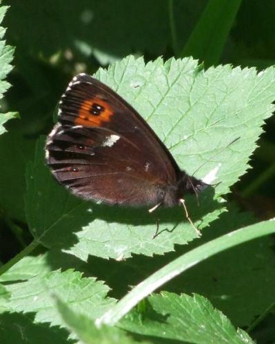 Erebia ligea
