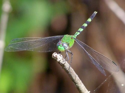 Réf. 105 420 : Erythemis vesiculosa
