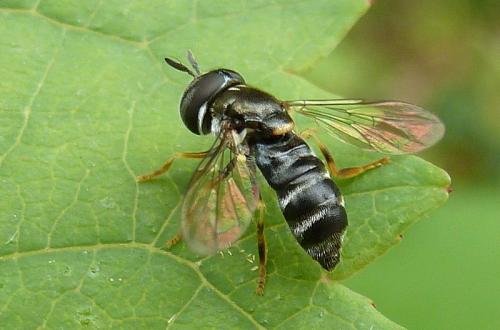 Réf. 105 862 : Paragus sp.