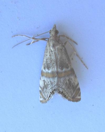 Euchromius sp.