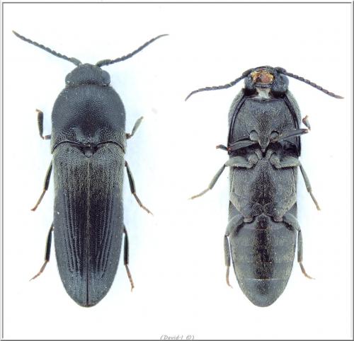 Réf. 105 507 : Dromaeolus barnabita