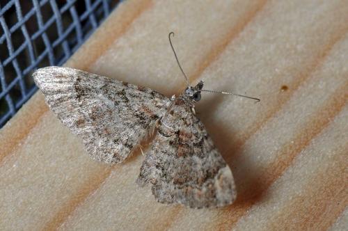 Gymnoscelis sp.