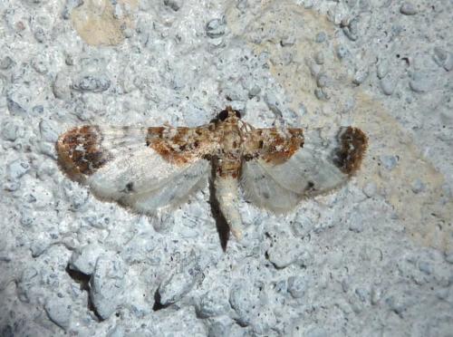 Réf. 105 127 : Eupithecia breviculata