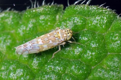 Réf. 105 731 : Eupteryx decemnotata