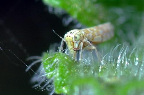 Réf. 105 924 : Eupteryx decemnotata