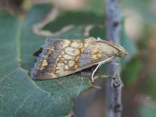 Evergestis sp.