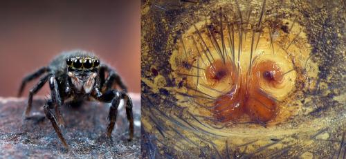 Euophrys sp.