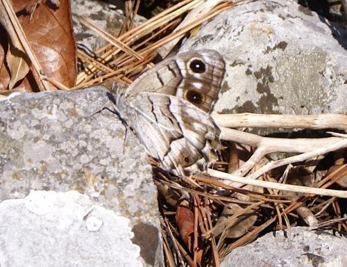 Hipparchia fidia