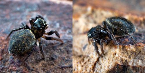 Euophrys sp.