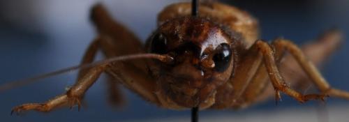 Réf. 105 189 : Gryllus assimilis