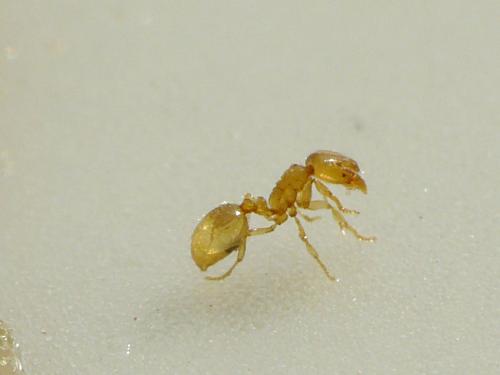 Solenopsis sp.