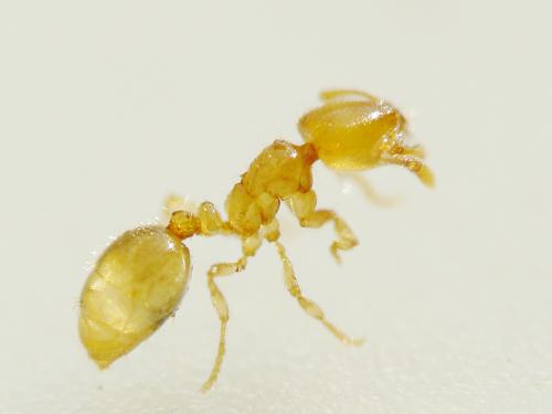 Solenopsis sp.