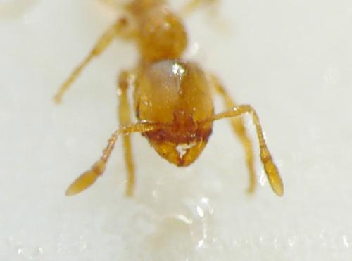 Réf. 105 204 : Solenopsis sp.