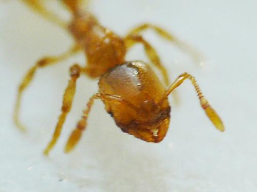 Solenopsis sp.