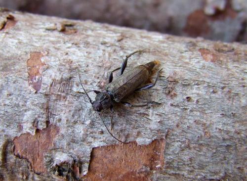 Réf. 105 759 : Callidium coriaceum