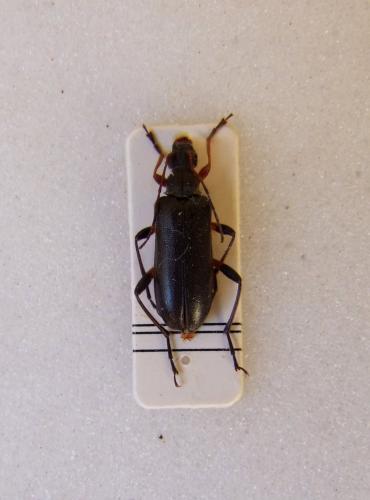 Réf. 105 945 : Cortodera femorata