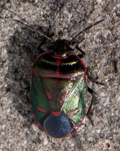 Eurydema rotundicollis