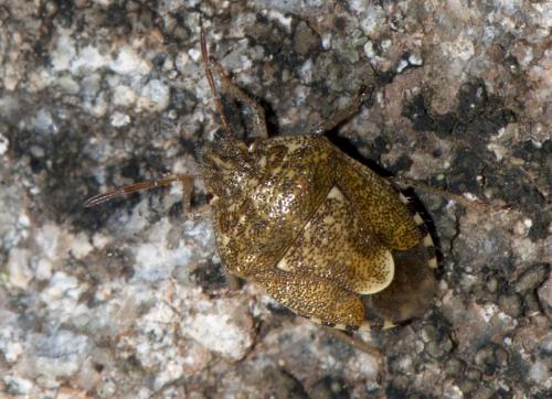 Staria lunata