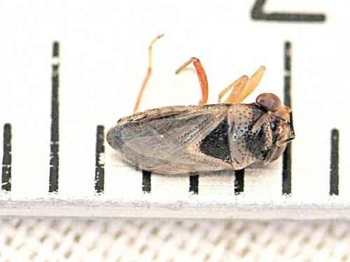 Réf. 105 215 : Geocoris megacephalus