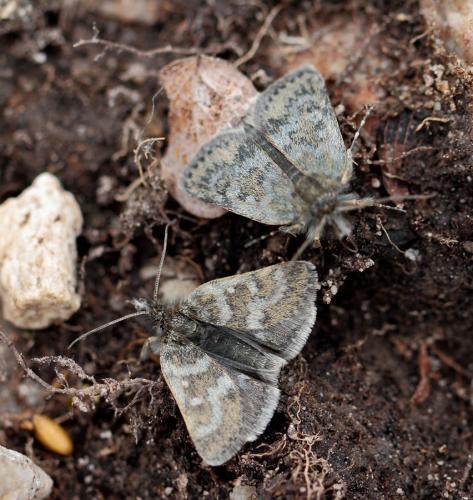 Réf. 105 463 : Metaxmeste phrygialis