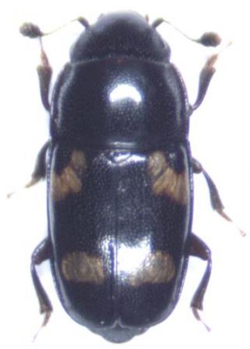 Glischrochilus quadrisignatus