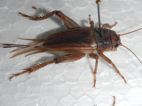 Réf. 105 188 : Gryllus assimilis