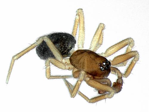 Réf. 105 539 : Micrargus subaequalis