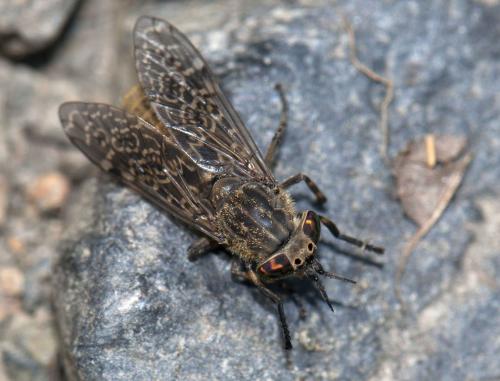 Haematopota pluvialis