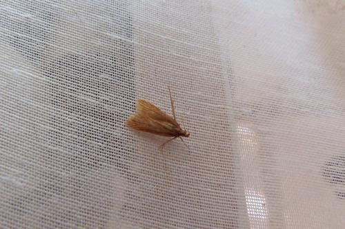 Réf. 105 272 : Helcystogramma rufescens