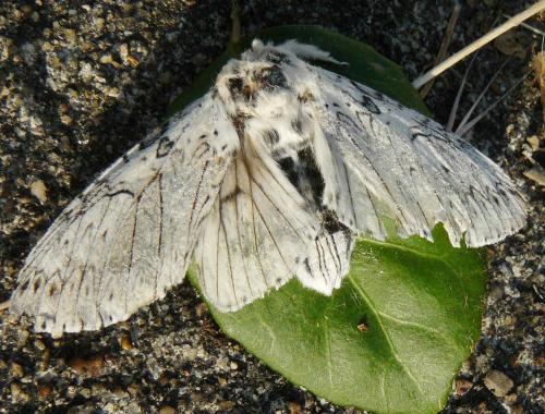 Cerura erminea