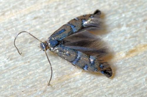 Réf. 105 472 : Phyllonorycter sp.