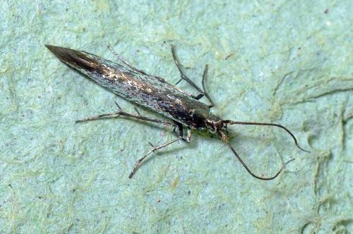 Coleophora sp.