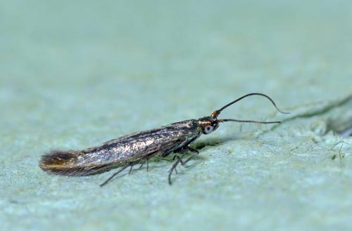 Coleophora sp.