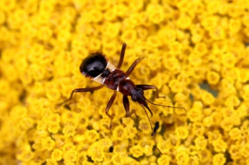 Réf. 105 618 : Himacerus mirmicoides