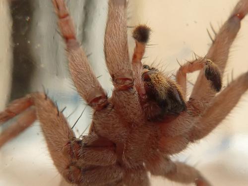 Hogna radiata