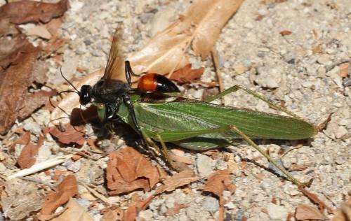 Réf. 105 808 : Palmodes occitanicus