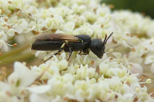 Réf. 105 275 : Hylaeus cornutus