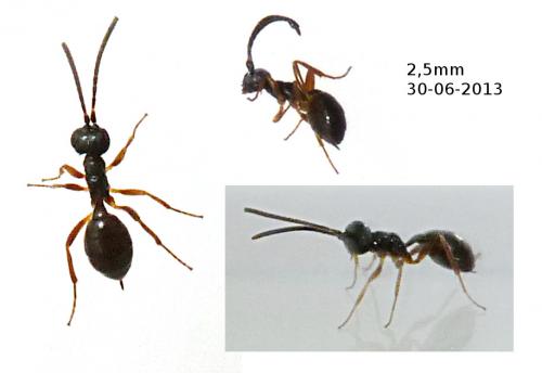 Cryptinae