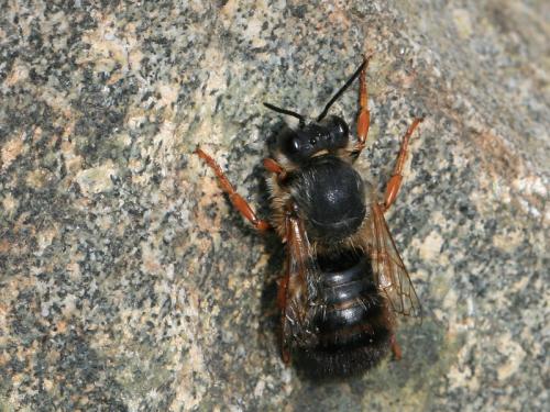 Réf. 105 135 : Megachile sicula