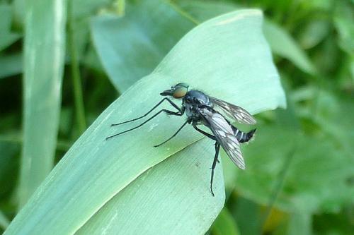 Ibisia sp.