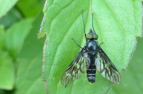 Ibisia sp.