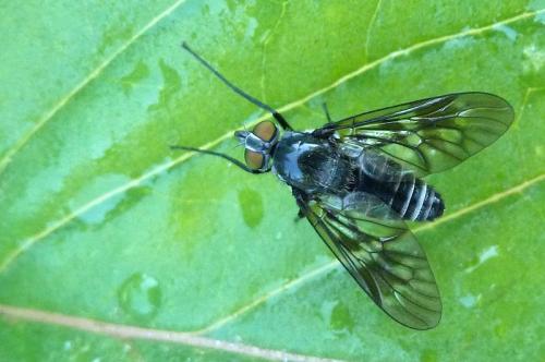 Ibisia sp.