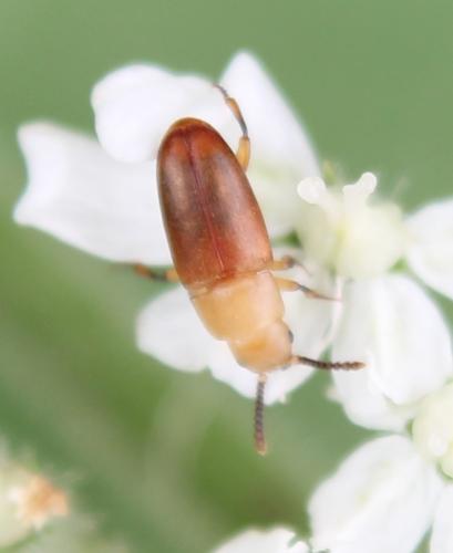 Réf. 105 600 : Antherophagus pallens
