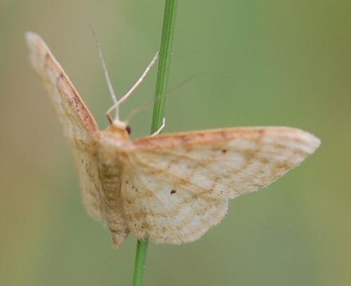 Idaea sp.
