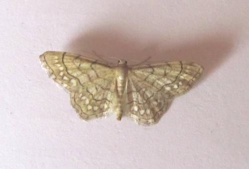 Idaea moniliata