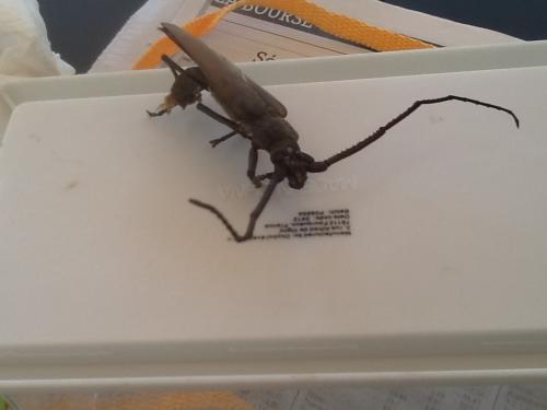 Aegosoma scabricorne