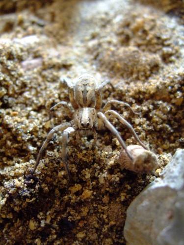 Lycosa tarantula