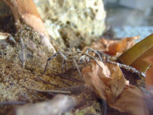 Lycosa tarantula