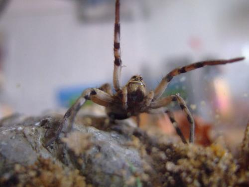 Lycosa tarantula