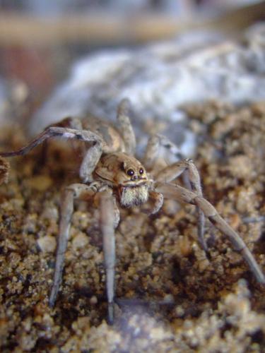 Lycosa tarantula
